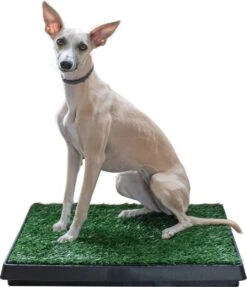 Adori Trainingsmat Gras - Hondentoilet - 50x63 Cm Multi-Color -Huisdierbenodigdheden 1034x1200