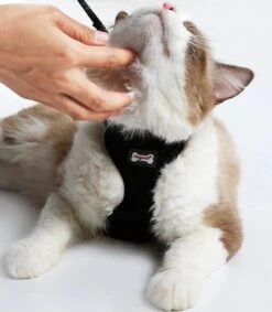 Kattenharnas - Harnas Voor Katten - Kattentuigje Met Looplijn - Zwart -Huisdierbenodigdheden 1049x1200 12