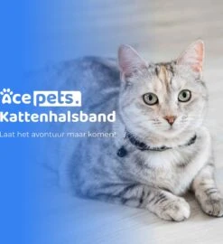ACE Pets Reflecterende Kattenhalsband Met Veiligheidssluiting – Halsband Kat & Kitten - Met Adreskoker - Kittenhalsband & Kattenbandje Met Belletje - Zwart -Huisdierbenodigdheden 1096x1200 5