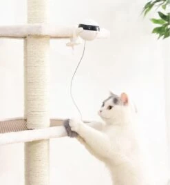 Merkloos Kattenspeelgoed - Katten Speelgoed - Katten Speeltje - Katten Bal - Katten - Kattenhengel - Kitten Speelgoed - Kattenspeeltjes - Elektrische - Muis - Automatische Hengel - Bal - Poes - Katten - Prooi - Kat - Poesjes - Interactief Kattenspeelgoed 11 Merkloos Kattenspeelgoed - Katten Speelgoed - Katten Speeltje - Katten Bal - Katten - Kattenhengel - Kitten Speelgoed - Kattenspeeltjes - Elektrische - Muis - Automatische Hengel - Bal - Poes - Katten - Prooi - Kat - Poesjes - Interactief Kattenspeelgoed -Huisdierbenodigdheden 1105x1200 11