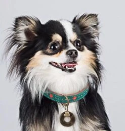 Dwam Halsband Janis Multi-Color - Hondenhalsband - 33-43x2.5 Cm -Huisdierbenodigdheden 1146x1200 15