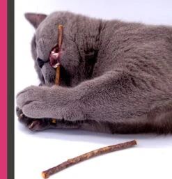 Make Me Purr Matatabi Sticks (5 Stuks) - Silver Vine Kattenkruid Stokjes - Catnip Effect Kauwstokjes - Kattensnack Kattensnoepjes - Kattenspeelgoed Kattenspeeltjes 11 Make Me Purr Matatabi Sticks (5 Stuks) - Silver Vine Kattenkruid Stokjes - Catnip Effect Kauwstokjes - Kattensnack Kattensnoepjes - Kattenspeelgoed Kattenspeeltjes -Huisdierbenodigdheden 1152x1200 11