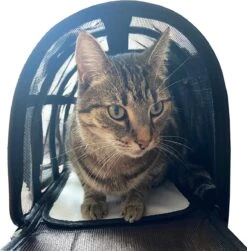 Opvouwbare Katten Reismand - Met Schouderband En Kattenbakmat - Reismand Kat - 49x30x26 Cm - Wasmachinebestendig - Zwart - Hondendraagtas - Kattenreismand - Draagtas Voor Dieren - Kattenmand -Huisdierbenodigdheden 1181x1200 24