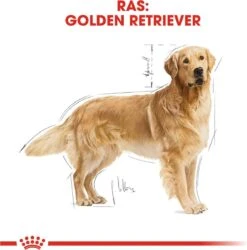 Royal Canin Golden Retriever 12 KG -Huisdierbenodigdheden 1184x1200 9