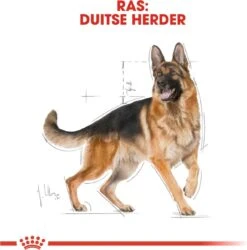 Royal Canin German Shepherd Adult 11 KG -Huisdierbenodigdheden 1186x1200 11