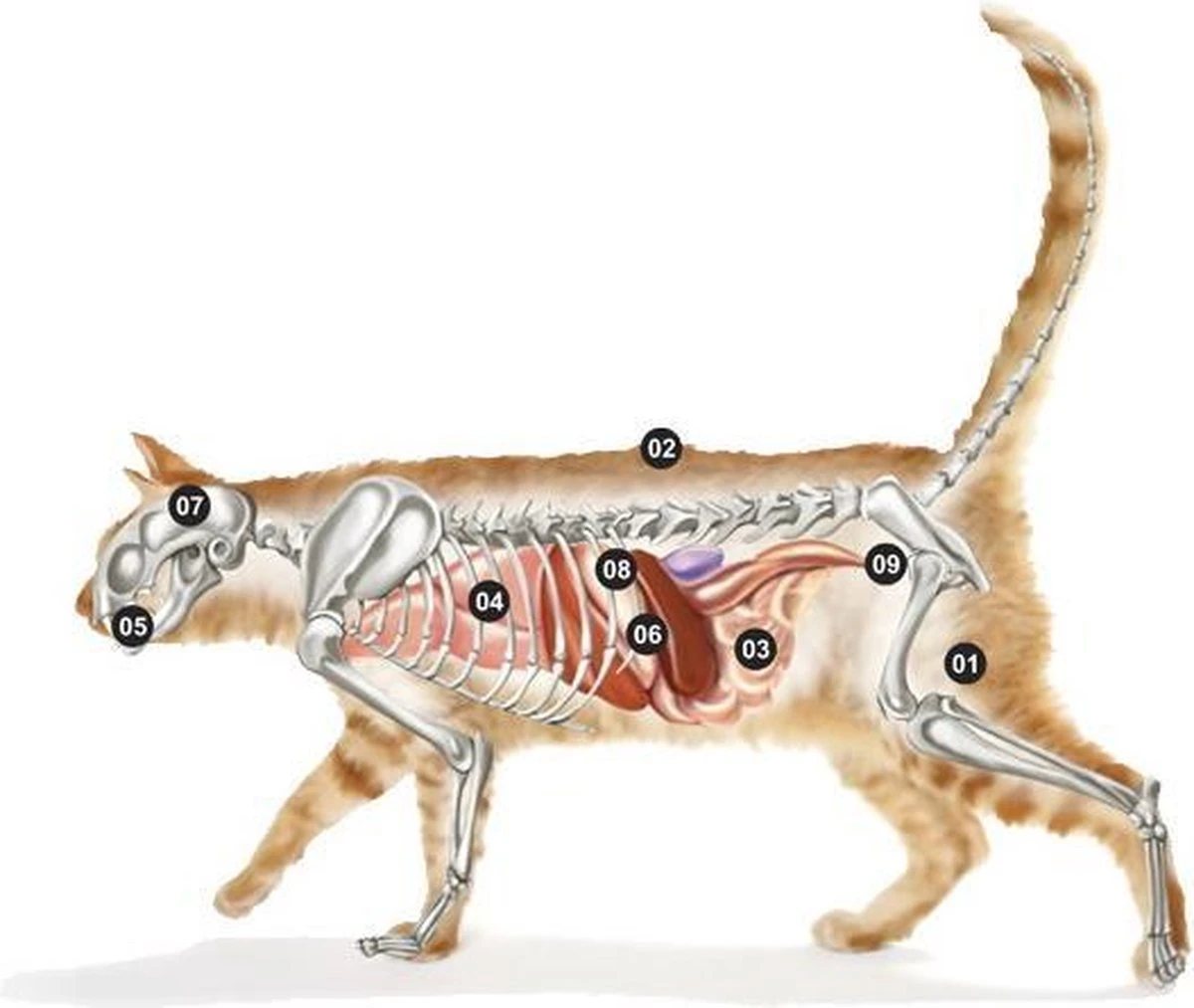 Micho Adult Cat - Premium Kattenvoer - 15 Kg 2 Micho Adult Cat - Premium Kattenvoer - 15 Kg - Afbeelding 2