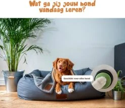 Praatknop Hond – Set Van 4 - Honden Speelgoed – Honden Training – Dogbuttons – Huisdier – Puppy Training - Hondenspeelgoed Intelligentie - Hond Opvoeden -Huisdierbenodigdheden 1200x1036