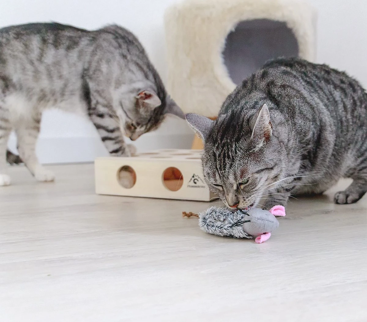 Pfotenolymp® Interactief Kattenspeelgoed / Speeldoos Met Speelballen & Speelmuis - Houten Speelgoed Voor Katten - Mollenspel / Vangspel / Jachtspel 5 Pfotenolymp® Interactief Kattenspeelgoed / Speeldoos Met Speelballen & Speelmuis - Houten Speelgoed Voor Katten - Mollenspel / Vangspel / Jachtspel - Afbeelding 5