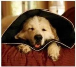 Comfy Cone Hondenkraag Medium - Zwart -Huisdierbenodigdheden 1200x1057