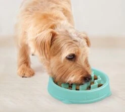 Outward Hound Slo Bowl Fun Feeder Voerbak - Anti Schrok Voerbak - Voerbak Slo-Bowl Mini Drop Teal Lichtblauw - 22X22X5 CM -Huisdierbenodigdheden 1200x1078 4