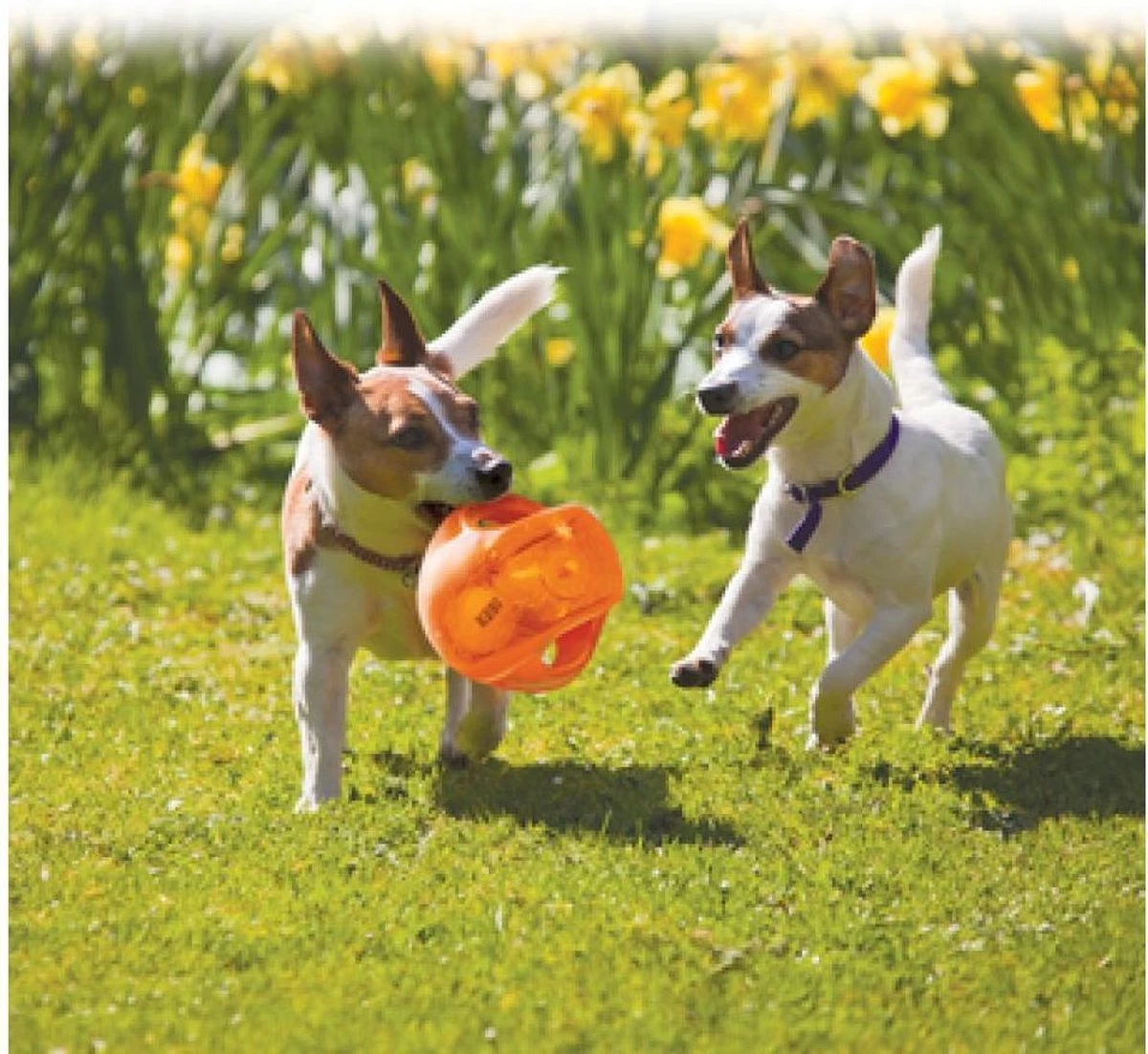 Kong Jumbler Ball - Assorti - M/L - Hondenspeelgoed - Ø14 Cm 4 Kong Jumbler Ball - Assorti - M/L - Hondenspeelgoed - Ø14 Cm - Afbeelding 4