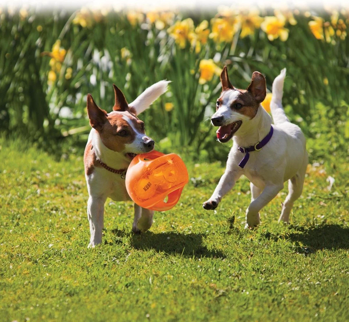 Kong Jumbler Ball - Assorti - M/L - Hondenspeelgoed - Ø14 Cm 9 Kong Jumbler Ball - Assorti - M/L - Hondenspeelgoed - Ø14 Cm - Afbeelding 9