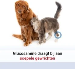 Pharmox Hond & Kat Glucosamine 1000 Ml - Belangrijke Bouwsteen Voor Honden En Katten - Geschikt Voor Ieder Type Hond Of Kat -Huisdierbenodigdheden 1200x1113 6