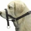 Beeztees Dog Control - Halsband Hond - Zwart - XL