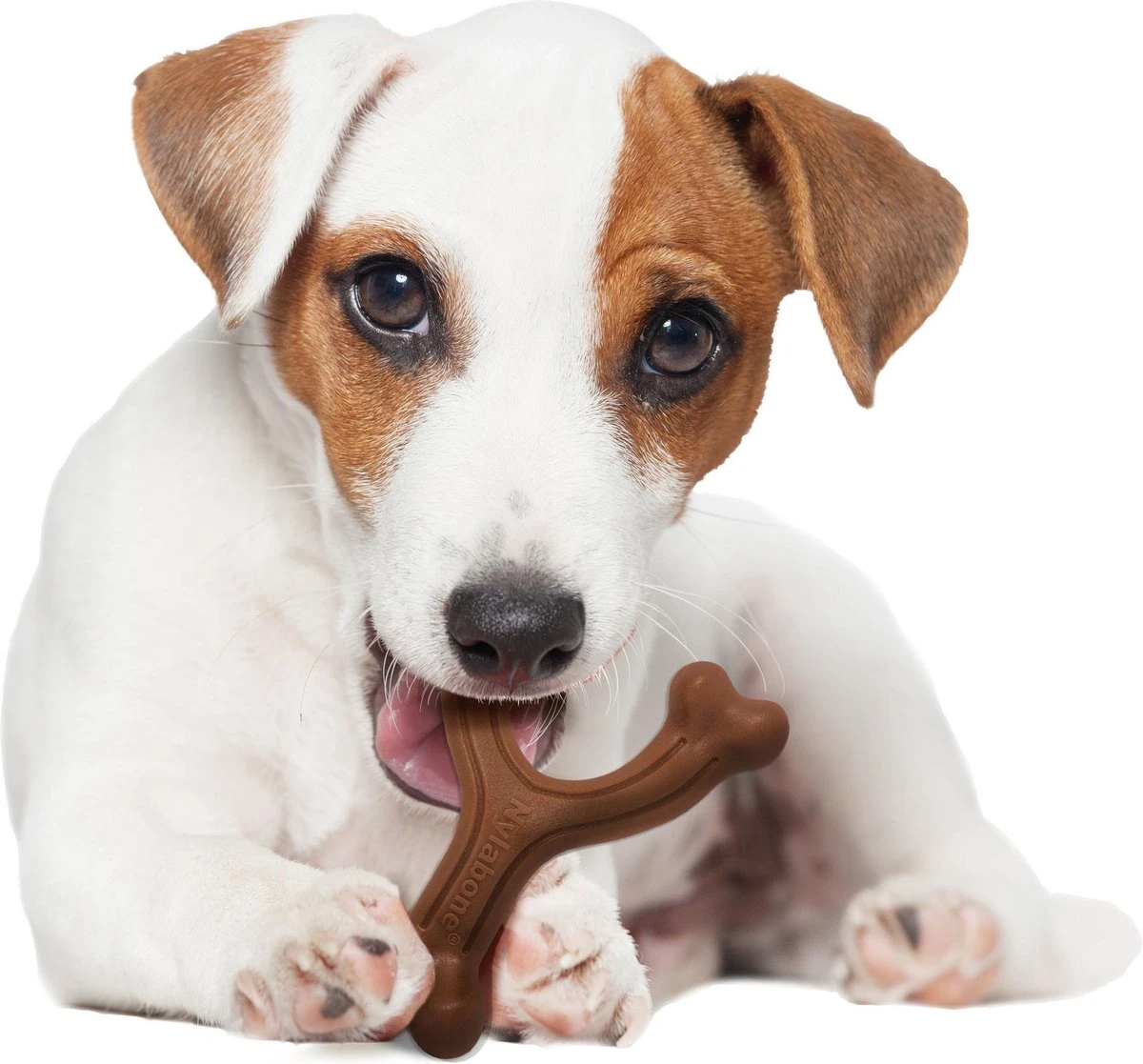 Nylabone Extreme Kauwbot Vorkbeen - Voor De Krachtigste Kauwers - Bizon Of Kipsmaak - S/M/L - Smaak: Bizon, Maat: Large 5 Nylabone Extreme Kauwbot Vorkbeen - Voor De Krachtigste Kauwers - Bizon Of Kipsmaak - S/M/L - Smaak: Bizon, Maat: Large - Afbeelding 5