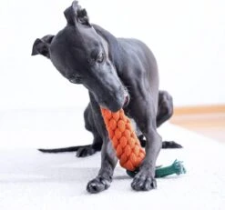 NufNuf - Hondenspeelgoed - Wortel - Stevig En Duurzaam Designspeelgoed -Huisdierbenodigdheden 1200x1120 11