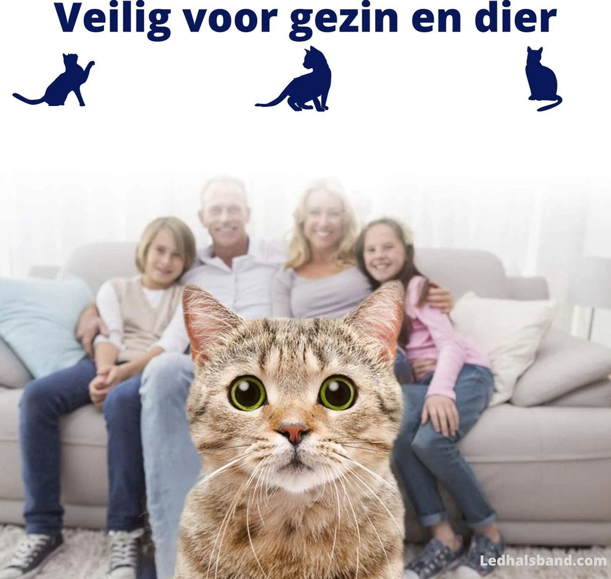Biologische Vlooienband | Katten | Zonder Pesticiden | Vlooien En Teken | Veilig Voor Mens En Dier | Milieuvriendelijk | Kattenbandje | Geur Halsband 3 Biologische Vlooienband | Katten | Zonder Pesticiden | Vlooien En Teken | Veilig Voor Mens En Dier | Milieuvriendelijk | Kattenbandje | Geur Halsband - Afbeelding 3