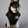 Db Hondenjas The Dog Fans - Hondenbodywarmer - Hondentrui - Hondenkleding - Dierenkleding - Honden Bodywarmer - Zwart