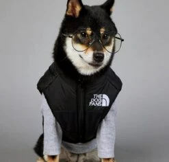 Db Hondenjas The Dog Fans - Hondenbodywarmer - Hondentrui - Hondenkleding - Dierenkleding - Honden Bodywarmer - Zwart