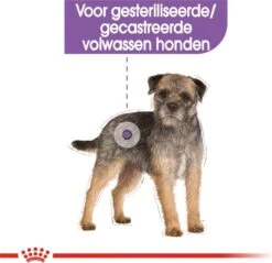 Royal Canin Mini Sterilised 8 KG -Huisdierbenodigdheden 1200x1160 20