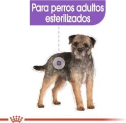 Royal Canin Mini Sterilised 8 KG -Huisdierbenodigdheden 1200x1164 13
