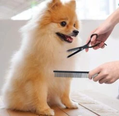 Petsify - Professionele 8-delige Huisdier Knipset - Effileerschaar Hond - Kam Hond - Schaar Hond - Katten Kam - Hondenschaar - Trimschaar Voor Honden - Kapperset - Zwart -Huisdierbenodigdheden 1200x1166 1