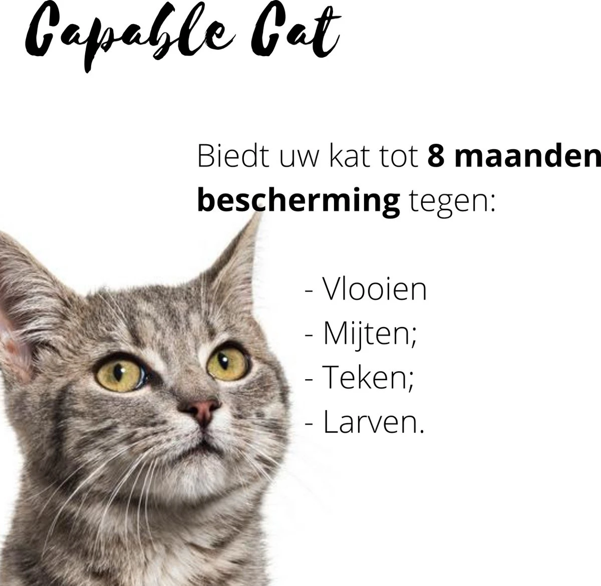 Capable Cat Vlooienband Kat | Vlooien | Luizen | Teken | Mijten | 8 Maanden Bescherming | Katten 2 Capable Cat Vlooienband Kat | Vlooien | Luizen | Teken | Mijten | 8 Maanden Bescherming | Katten - Afbeelding 2