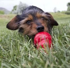 Kong Kauwbot - Hondenspeelgoed - Rood - M -Huisdierbenodigdheden 1200x1171 10
