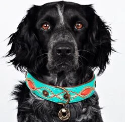 Dwam Halsband Janis Multi-Color - Hondenhalsband - 33-43x2.5 Cm -Huisdierbenodigdheden 1200x1173 16