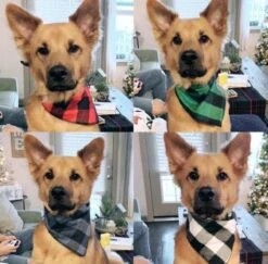 Honden Bandana - 4 Verschillende Kleuren - 4 Stuks In 1 Verpakking -Hond Halsband Zakdoek - Honden Slabber - Halsdoek Voor Dieren - Grote Honden Bandana - Honden Halsband Sjaal - Zwart Blauw Rood Groen - -Huisdierbenodigdheden 1200x1180 14