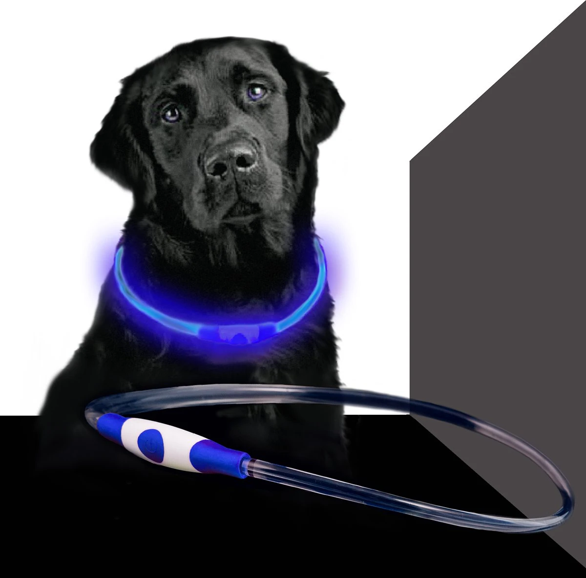 Led Dog Band USB | BEE SAFE -BLUE- | Dier Verlichting | Hondenband LED 1 Led Dog Band USB | BEE SAFE -BLUE- | Dier Verlichting | Hondenband LED