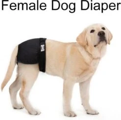 Loopsheidbroekje Hond - Zwart - Maat XS - Hondenbroekje - Loopsheid Teef - Hondenluier - Wasbaar 7 Loopsheidbroekje Hond - Zwart - Maat XS - Hondenbroekje - Loopsheid Teef - Hondenluier - Wasbaar -Huisdierbenodigdheden 1200x1183 20