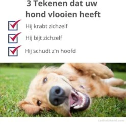 Vlooienband Voor Honden - Paars - 100% Natuurlijk - Vlooien En Teken - Geschikt Voor Alle Honden - Anti Allergie - Zonder Pesticiden 11 Vlooienband Voor Honden - Paars - 100% Natuurlijk - Vlooien En Teken - Geschikt Voor Alle Honden - Anti Allergie - Zonder Pesticiden -Huisdierbenodigdheden 1200x1184 16
