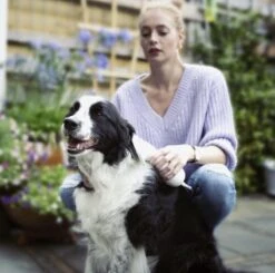 Merkloos HondenFöhn En Borstel - RVS Borstel - Huisdieren - 2 In 1 Hondenföhn -Huisdierbenodigdheden 1200x1190 6