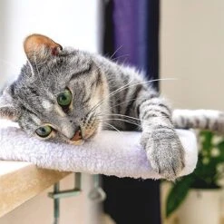 Pfotenolymp® Premium Window Baars/Krabmat Voor Katten Bij Het Raam - Vensterbank/Kattenbank Voor De Vensterbank - Zit/Ligstoel Voor Katten -Huisdierbenodigdheden 1200x1199 39