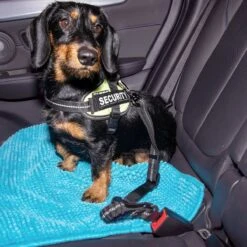 Doggz - Autogordel Hond - Nieuw Past In Alle Auto's Door Kliksysteem En Haak - Extra Stevig - Hondengordel Voor Auto - Honden Autogordel -Huisdierbenodigdheden 1200x1200 1061
