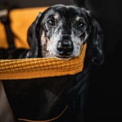 Kurgo - Skybox Booster Seat - Black/Orange - Hondenstoeltje - Hoogzitter Om Naar Buiten Te Kijken -Huisdierbenodigdheden 1200x1200 1073