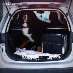 Hondentrap Auto Voor Grote En Kleine Honden PRIORPET - Oplichtende Markering - Opvouwbare Autotrap Voor Stijve Gewrichten - Hondenloopplank Geschikt Voor Alle Auto's - Antislip - 6 Treden -Huisdierbenodigdheden 1200x1200 1342