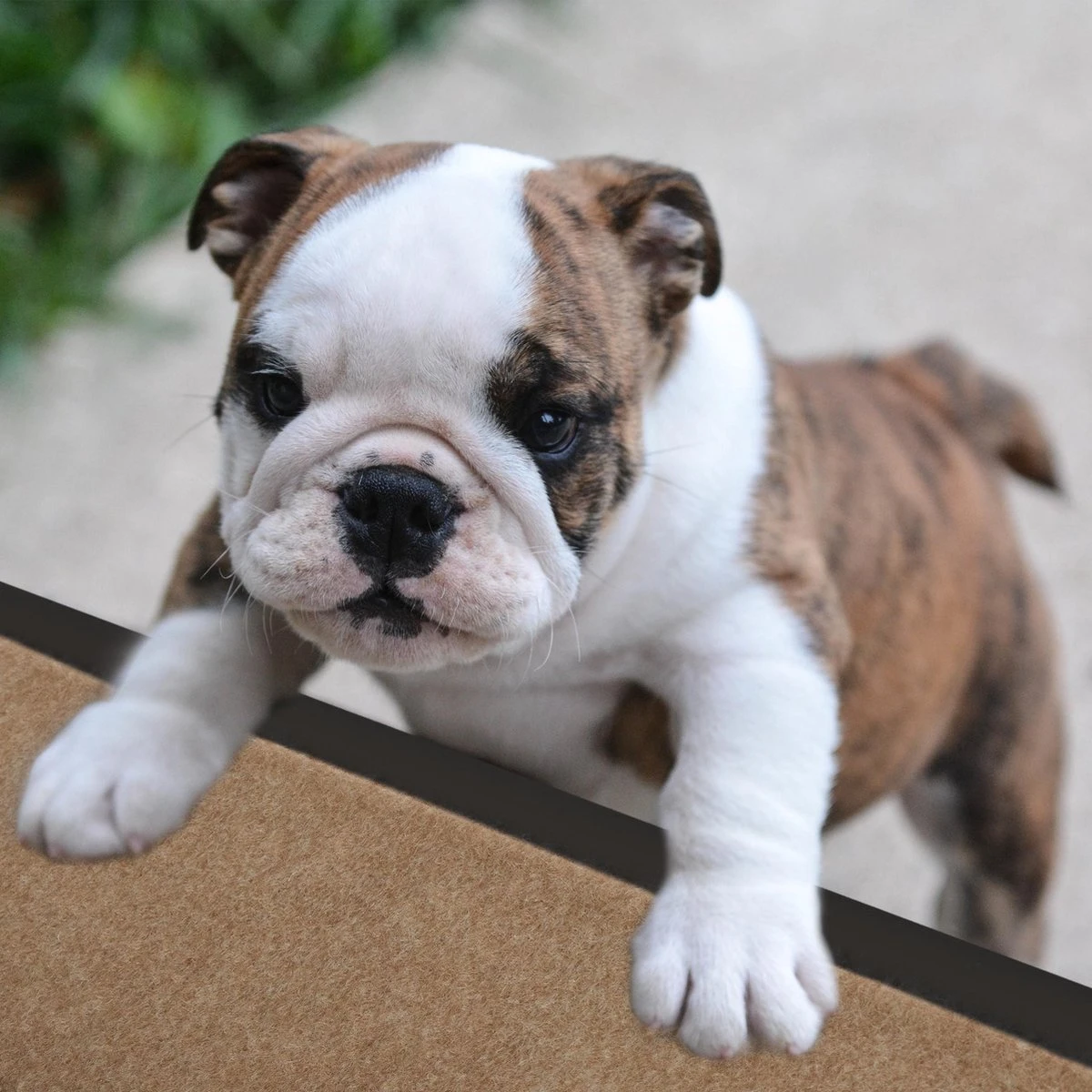 Relaxdays Hondentrap Auto - Inklapbaar - Opstapje Voor Honden - 4 Treden - Trapje Hond - Zwart 8 Relaxdays Hondentrap Auto - Inklapbaar - Opstapje Voor Honden - 4 Treden - Trapje Hond - Zwart - Afbeelding 8