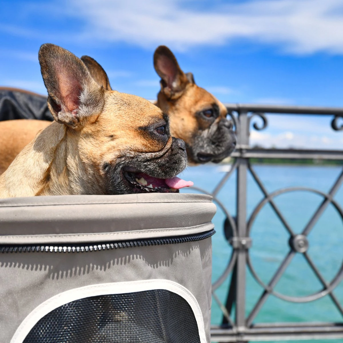 Topmast Modern - Hondenbuggy - Donkerblauw - Inklapbare - 3 Wielen - Comfort Buggy 2 Topmast Modern - Hondenbuggy - Donkerblauw - Inklapbare - 3 Wielen - Comfort Buggy - Afbeelding 2