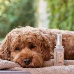 Hondenparfum Spray In 4 Geuren - Greenfields - Alchoholvrije En PH Neutrale Formule Tegen Onaangename Geurtjes - 50ml - Exotic -Huisdierbenodigdheden 1200x1200 158