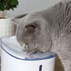 Pettadore Hydrate Compact - Drinkfontein Kat/Hond - Slimme Waterfontein Met App - 1,9L -Huisdierbenodigdheden 1200x1200 1765