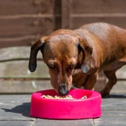 Hownd Voerbak Hero 18 Cm Polypropyleen Rood Mt S -Huisdierbenodigdheden 1200x1200 1938