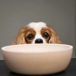 District 70 BAMBOO - Design Bamboe Voerbak Voor Honden - Merengue, Ice Blauw En Donkergrijs - S / M / L - Kleur: Merengue, Maat: Medium ⌀ 17,5 Cm (1000 ML) -Huisdierbenodigdheden 1200x1200 1953