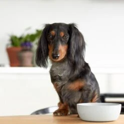 District 70 BAMBOO - Design Bamboe Voerbak Voor Honden - Merengue, Ice Blauw En Donkergrijs - S / M / L - Kleur: Merengue, Maat: Medium ⌀ 17,5 Cm (1000 ML) -Huisdierbenodigdheden 1200x1200 1957