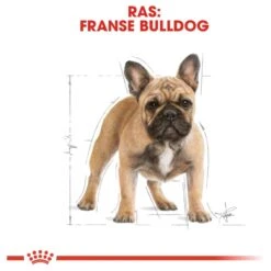 Royal Canin French Bulldog Adult 9 KG -Huisdierbenodigdheden 1200x1200 2016