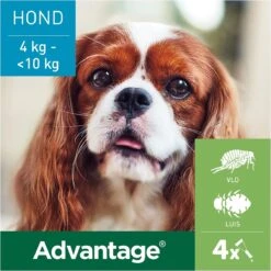Bayer Advantage 100 Hond 4-10 Kg - 4 Pipetten à 1,0 Ml -Huisdierbenodigdheden 1200x1200 2087