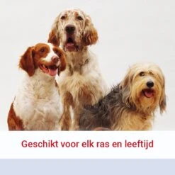 Pharmox Hond & Kat Glucosamine 1000 Ml - Belangrijke Bouwsteen Voor Honden En Katten - Geschikt Voor Ieder Type Hond Of Kat -Huisdierbenodigdheden 1200x1200 2120