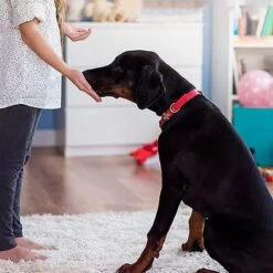 Merkloos Dog Buttons Praatknop Voor Honden - Met Opname Functie - Met Stickers - Intelligentie Speelgoed - 4 Stuks 9 Merkloos Dog Buttons Praatknop Voor Honden - Met Opname Functie - Met Stickers - Intelligentie Speelgoed - 4 Stuks -Huisdierbenodigdheden 1200x1200 2199