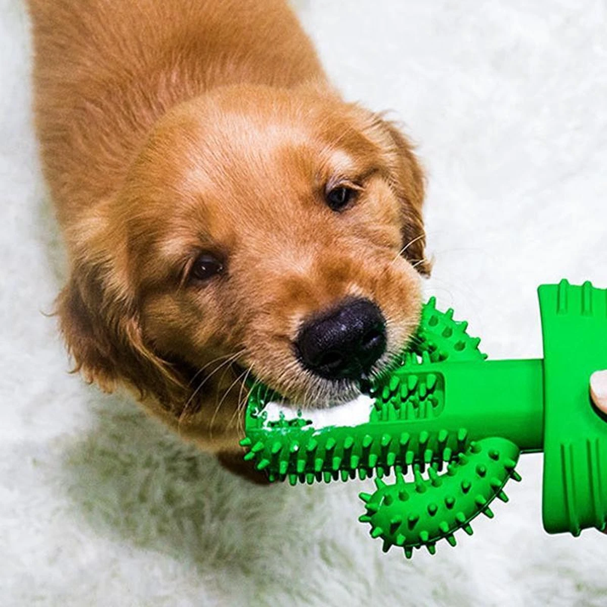 Tandenborstel + TANDPASTA Hond Melk Geur Smaak En Piep Honden Speelgoed - Cactus Dog Toy Tandverzorging Kauwbotten Hondenspeelgoed Hondenbot Kauwstaaf Tanden Puppy Hondenspeeltje Sterk Kauwspeelgoed - Dutchwide 8 Tandenborstel + TANDPASTA Hond Melk Geur Smaak En Piep Honden Speelgoed - Cactus Dog Toy Tandverzorging Kauwbotten Hondenspeelgoed Hondenbot Kauwstaaf Tanden Puppy Hondenspeeltje Sterk Kauwspeelgoed - Dutchwide - Afbeelding 8